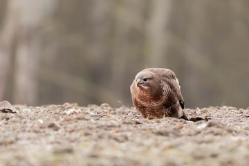 Myszolow zwyczajny Buteo buteo  © Robert