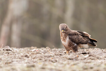 Myszolow zwyczajny Buteo buteo
