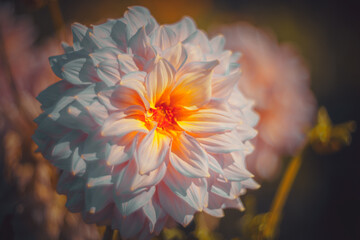 Soft focus flowers- light bokeh
