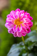 Obraz premium ダリアの花