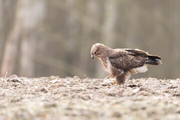 Myszolow zwyczajny Buteo buteo  © Robert