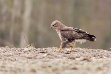 Myszolow zwyczajny Buteo buteo
