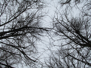 bare tree branches against a cloudy sky