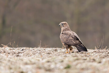 Myszolow zwyczajny Buteo buteo
