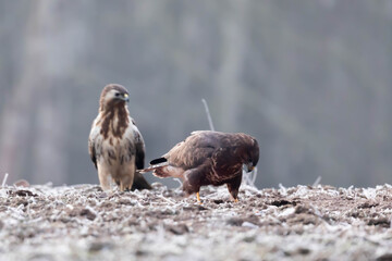 Myszolow zwyczajny Buteo buteo  © Robert