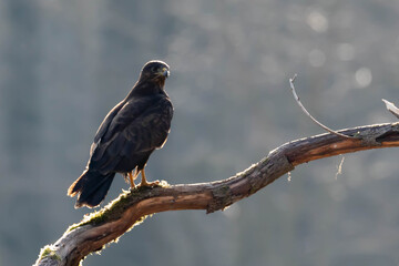 Myszolow zwyczajny Buteo buteo
