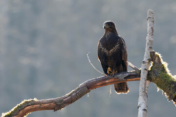 Myszolow zwyczajny Buteo buteo  © Robert