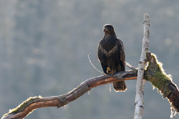 Myszolow zwyczajny Buteo buteo
