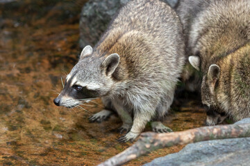 アライグマのポートレート