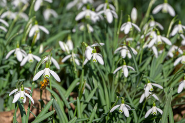 Honey bees feeding on pollen from early spring snowdrops in unusually warm, sunny February weather
