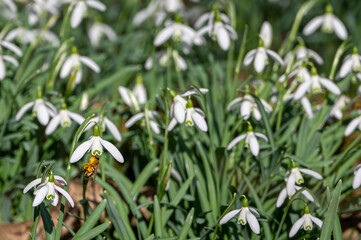 Honey bees feeding on pollen from early spring snowdrops in unusually warm, sunny February weather