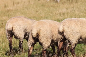 Schafe von hinten 