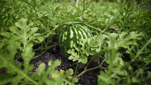 Striped watermelon on the garden bed. Ripe watermelon. Watermelon plantation. Large ripe berry. Crop of watermelons. Harvest time. Farming. Growing watermelons. Organic food.