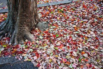 カラフルな落ち葉と樹木の根と幹