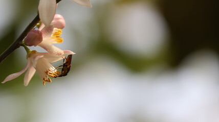 A little honey bee and wasp is pollinating the fruiting flower to generate fruits. Pollination in nature background.