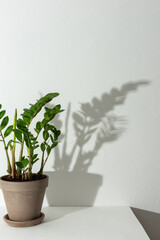 Home flower Zamioculcas close-up on a white table against a white wall, the shadow of a flower on the wall, biophilic design
