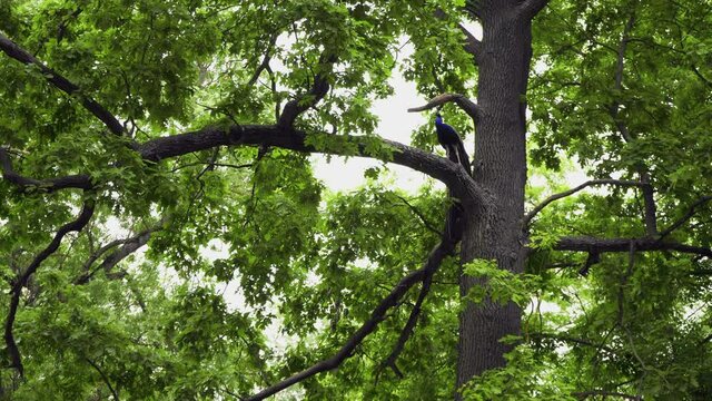 Pheasant tree. Peacocks are hiding in a tree. Peacocks climb a tree branch. Proud royal birds in nature. Birds with huge tails and colorful feathers. Wild nature. The inhabitants of the zoo.