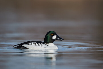 Male golden eye duck swims in Lake Constance