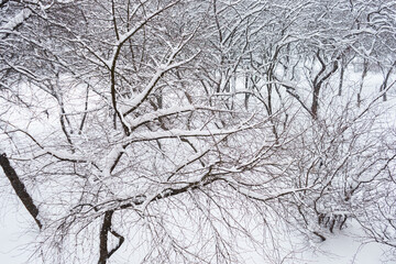 Obraz premium There are many snow-covered trees in the park