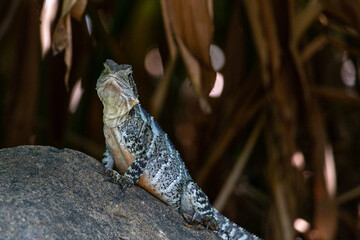 Australian water dragon in Brisbane, Australia
