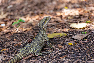 Australian water dragon in Brisbane, Australia