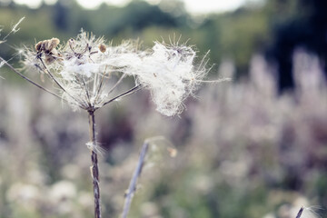 Selective focus, fluffy thistle plants in Hampstead Heath of London