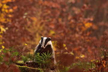 Cute badger in the wild nature 