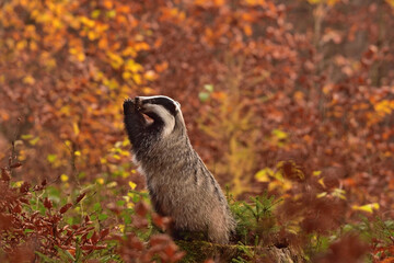 Cute badger in the wild nature 