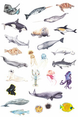 Ocean animals set Watercolor sea animals isolated on white Hand drawn shark, turtle, narwhal, whale, fish, octopus, jellyfish, killer whale, dolphin, stingray, urchin and etc.  © Liudmila