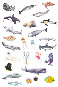 Ocean animals set Watercolor sea animals isolated on white Hand drawn shark, turtle, narwhal, whale, fish, octopus, jellyfish, killer whale, dolphin, stingray, urchin and etc. 