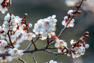 梅の花　初春イメージ