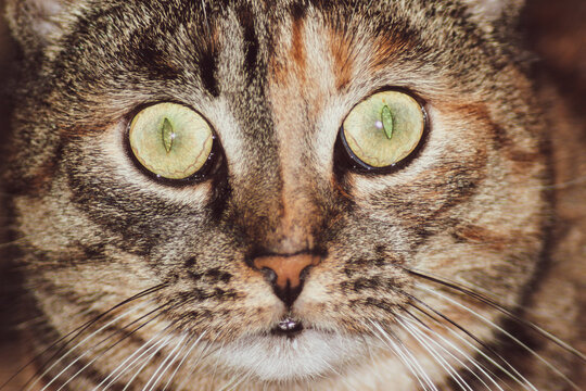 Cat face portrait, close up. Funny and surprised cat with wide eyes is staring at the camera.