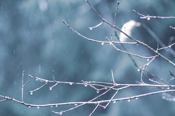 Bare branches in the rain. Blurred and toned background.