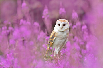 Beautiful owl is hiding in the wildflowers 