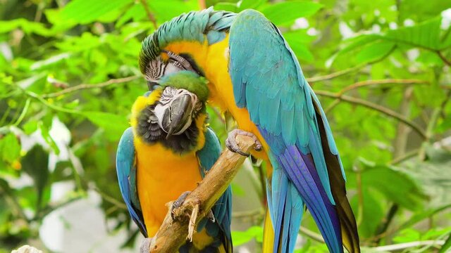 Lovely loving colourful kakapo parrot scratching itchy feathers on girlfriend bird exotic birds parrots in jungle south American subtropical travelling warm climate trees valentines day heart amazon