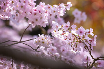 桜の花　春のイメージ