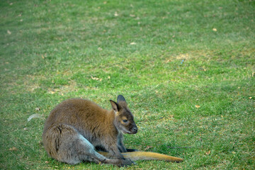 Naklejka na ściany i meble Single, small and cute, young kangaroo sitting on grass and looking around in a zoo park. 