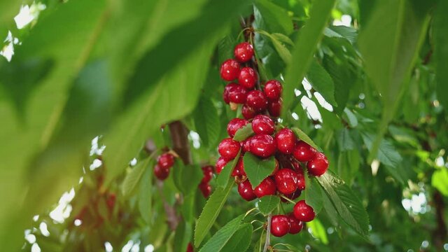The tree is covered with cherries. Harvest time. An abundance of ripe fruits. Orchard on a sunny day. A ray of sun through the branches of the cherry. Horticulture. Organic fresh fruits in the garden