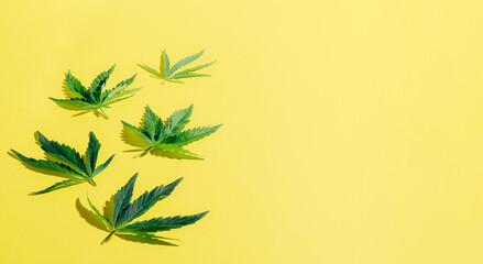 Fototapeta na wymiar Cannabis marijuana cannabis leaves yellow blank background. Floral background minimalism