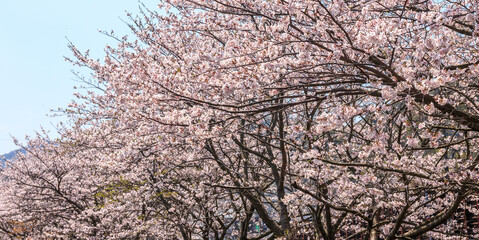 桜の花　春のイメージ