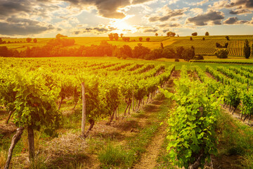 Fototapeta na wymiar Vineyards at sunset with beautiful light. Gascony, France