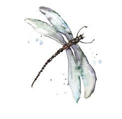 dragonfly watercolor blue  splashes. Bright Watercolor Illustration of Colorfull Dragonfly. Hand Drawn Image of Insect Isolated on White Background.  logo, card, drawing 