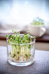 かいわれ大根の室内栽培