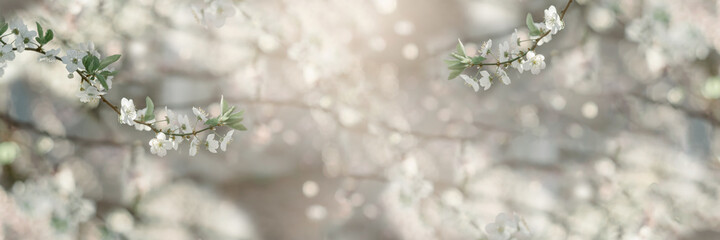 Blossoming tree brunch with white flowers on bokeh pastel background