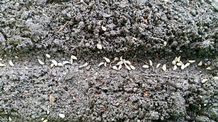 plant seeds is sowing in soil