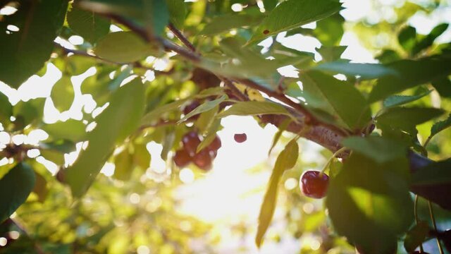 Woman's hand picks sweet cherries on a sunny day. Bright rays of the sun through the green foliage of the tree. Fresh cherries hanging on a cherry tree branch. Picking cherries. Agriculture. Horticult