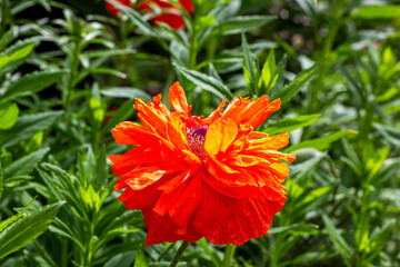 Fresh blossom bright red poppy flowers in the garden in summer.