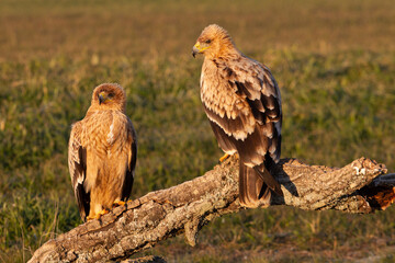 One year old male and female Spanish Imperial Eagle in early morning light