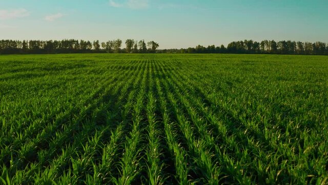Aerial Cinematic footage: Drone flying over a cornfield during sunset. Drone flies over green agriculture corn field. Beautiful  summer landscape of a corn field. Top view to the green farm cornfield