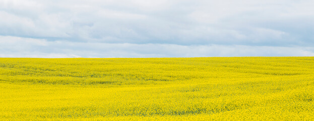 Beautiful yellow rapsfield with horizon line